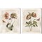 Antiquarian Blooms by Katie Pertiet 12" x 15" Canvas Wall Art (Set of 2)